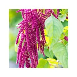 Rausch Crema Riparatrice Doppie Punte All'amaranto 50ml -Cosmetici Sconto Negozio rausch crema riparatrice doppie punte all amaranto 50ml 3 1663689463