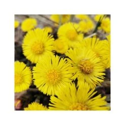 Rausch Lozione Antiforfora Alla Tussilaggine 200ml -Cosmetici Sconto Negozio rausch lozione antiforfora alla tussilaggine 200ml 3 1663853839