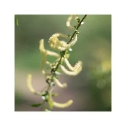 Rausch Shampoo Speciale Alla Corteccia Di Salice 200ml -Cosmetici Sconto Negozio rausch shampoo speciale alla corteccia di salice 200ml 4 1663856222