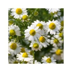 Rausch Shampoo Trattante Alle Erbe Svizzere 200ml -Cosmetici Sconto Negozio rausch shampoo trattante alle erbe svizzere 200ml 4 1663684631