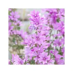 Rausch Shampoo Volumizzante Alla Malva Extra Delicato 200ml -Cosmetici Sconto Negozio rausch shampoo volumizzante alla malva extra delicato 200ml 3 1663689463